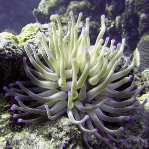 Grand_Cayman_anemone1