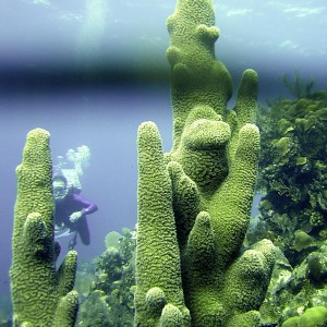 Roatan_20_foot_pillar_coral