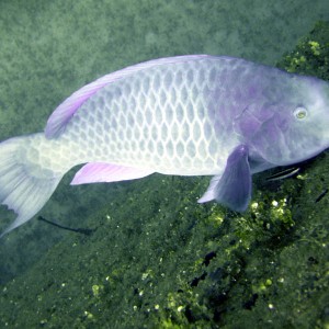 Roatan_wreck_of_Aguila_blue_parrotfish
