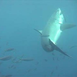 shark_great_white_guadalupe_22s