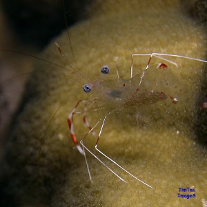 anemone-shrimp-with-eggs