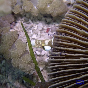 anemone-shrimp4
