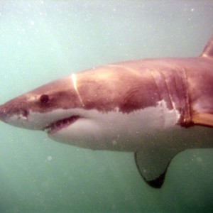 Great White Shark 2