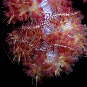 Brittle Star on Tree Coral