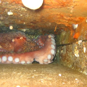 giant pacfic octopus