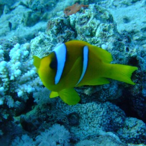 Yellow Anemone Fish
