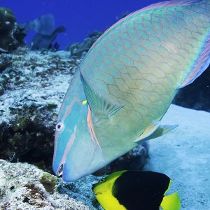 Parrot fish and friend