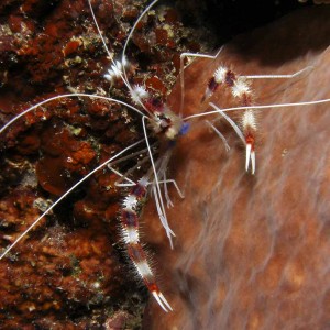 coral shrimp