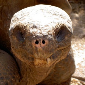 Galap land tortoise