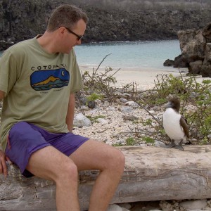 Galapagos booby