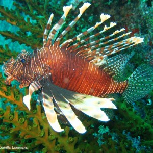 Common Lion fish