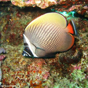 Red Tailed Butterfly Fish
