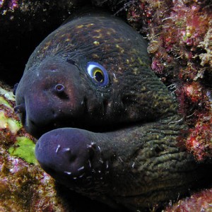 Itchy-chinned moray