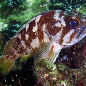 Gopher rockfish