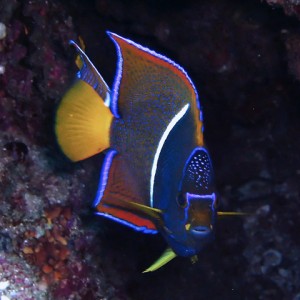 King angelfish