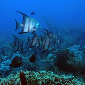 Schooling spadefish