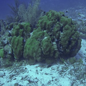 Curacao Reef Diving - Rediho