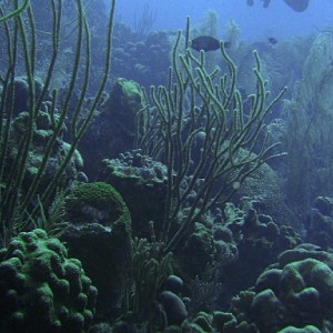 Curacao Reef Diving - Rediho