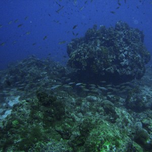 Curacao Reef Diving - Westpunt