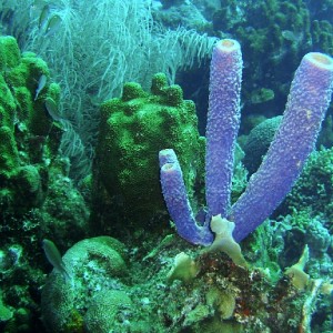Curacao Reef Diving - Sponges