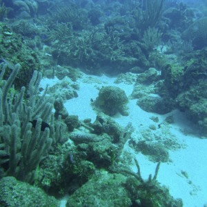 Curacao Reef Diving - Porto Mari