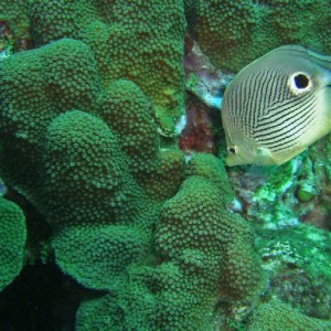 Curacao Reef Diving
