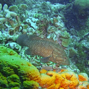 Curacao reef fish and sponges