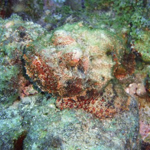 Curacao Reef Picture - Stonefish