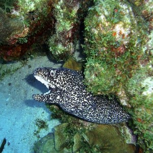 Moray eel at Curacao reefs