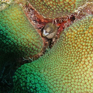 A small moray eel hidden in coral