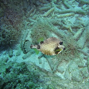 Trunkfish at Curacao reefs