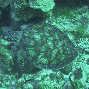 A turtle seen at Westpunt / Curacao