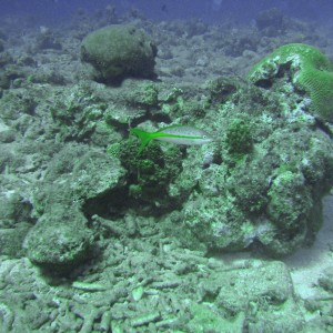 Curacao corals diving