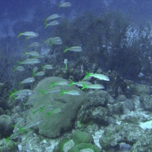 Westpunt Curacao reef