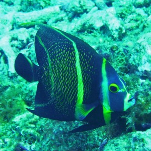 Curacao fish on the reef