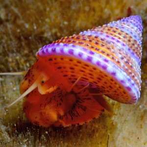 Sonoma Snails