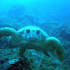 Turtle410