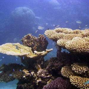 Coral formation, Agincourt Reef near Port Douglas