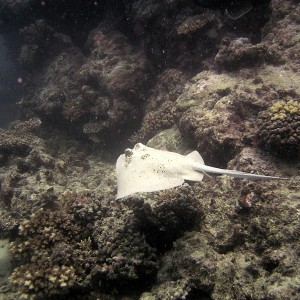 Ray at Agincourt Reef