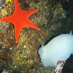 Vermilion Star and Giant White Dorid