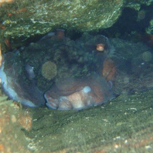 Giant Pacific Octopus in Den