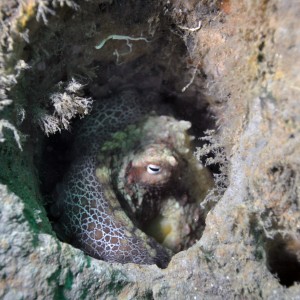 Octopus Rubescens