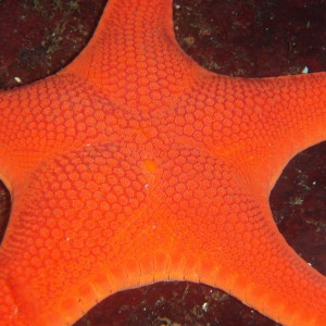 Close up of a Vermilion Star