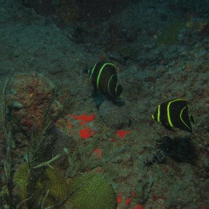 Underwater Saba and Statia shots