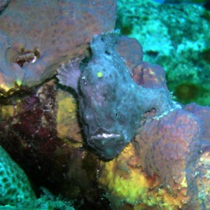 Blue frogfish