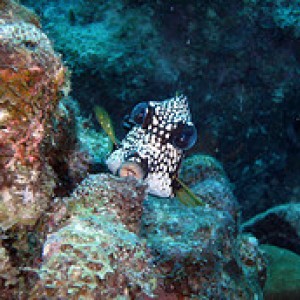 Trunkfish in Curacao