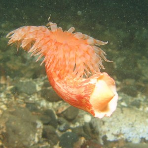 Swimming Anemone