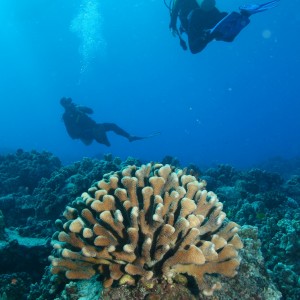 Coral Head and divers