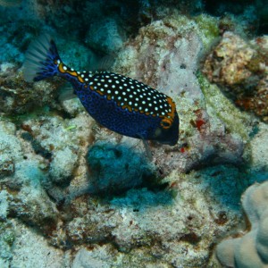 Spotted Boxfish - Male