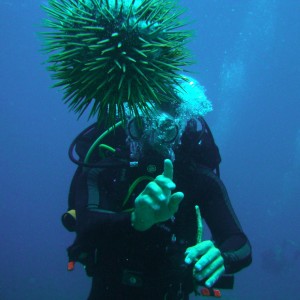 Koh Tao Diving - Starfish